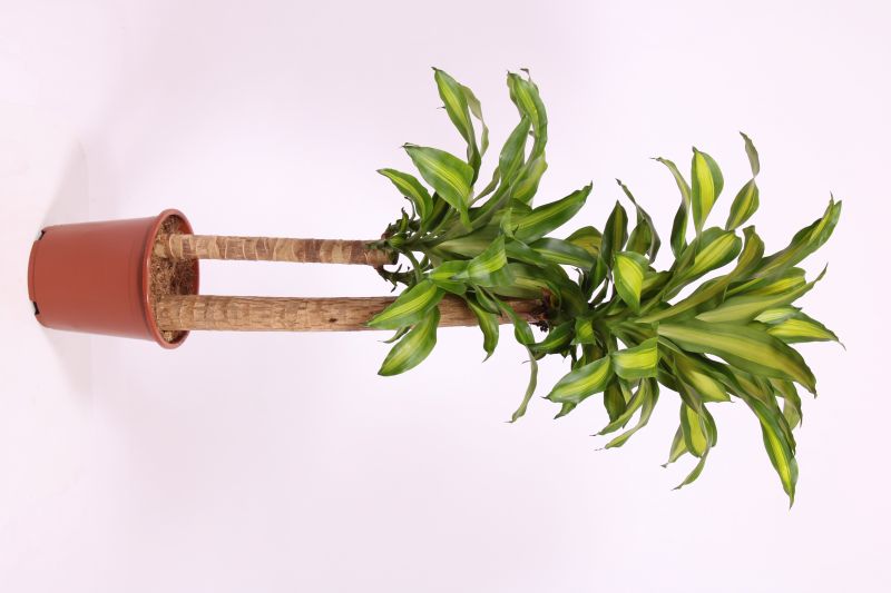 Dracaena Massangeana