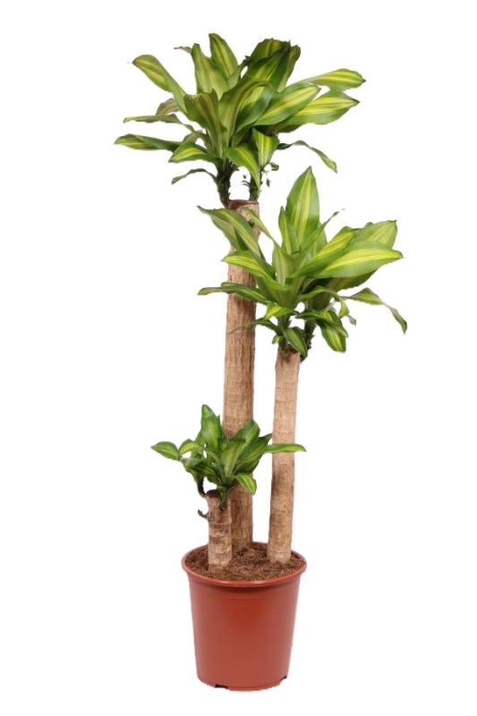 Dracaena Massangeana