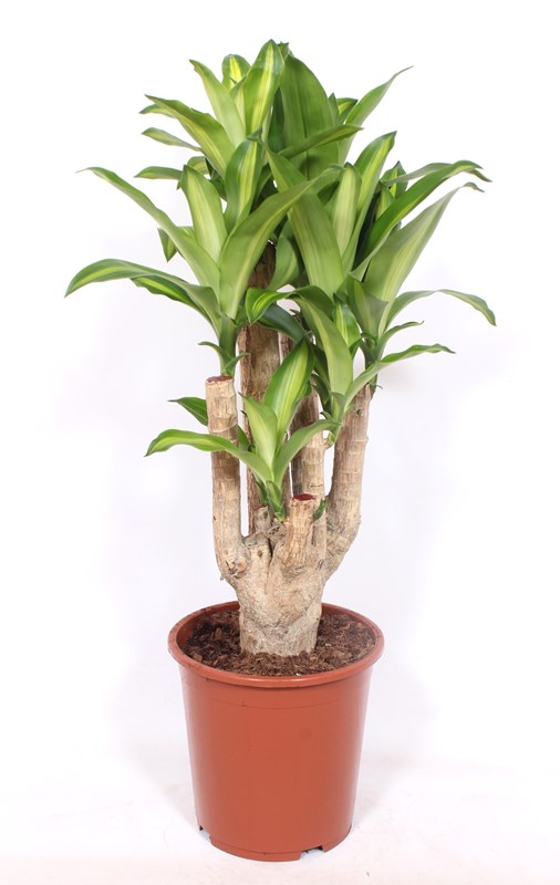 Dracaena Massangeana