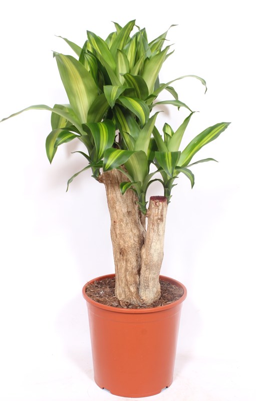 Dracaena Massangeana
