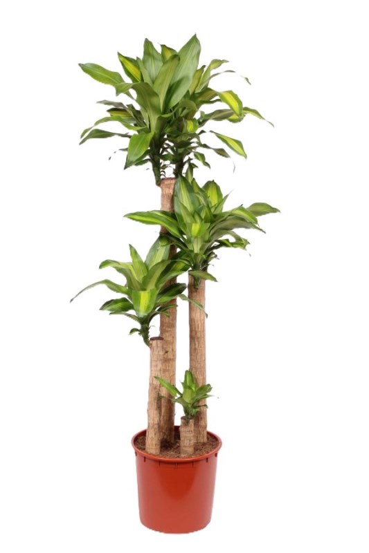 Dracaena Massangeana