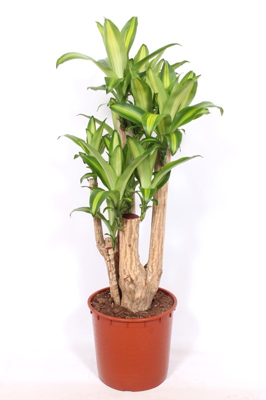 Dracaena Massangeana