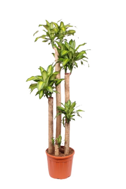 Dracaena Massangeana