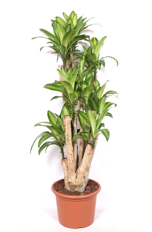 Dracaena Massangeana