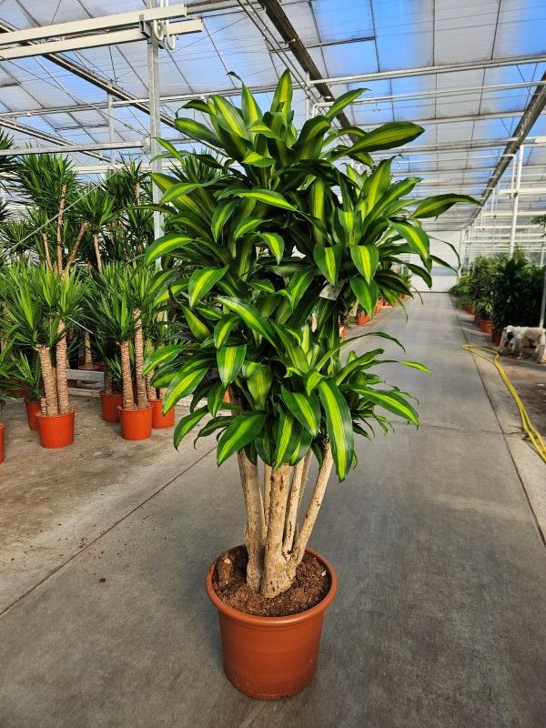 Dracaena Massangeana