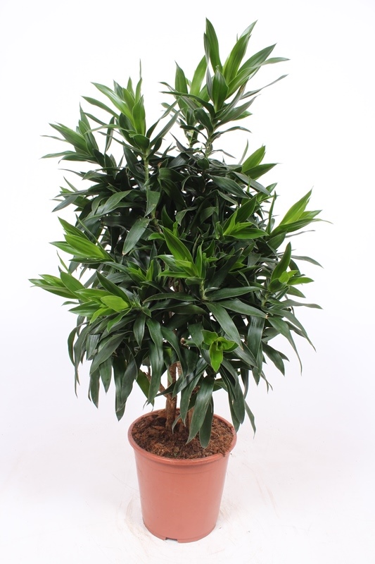 Dracaena reflexa