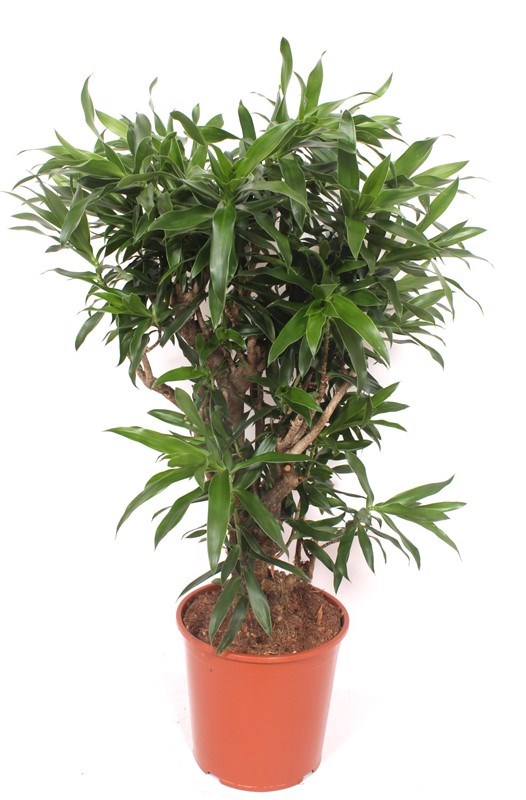 Dracaena reflexa