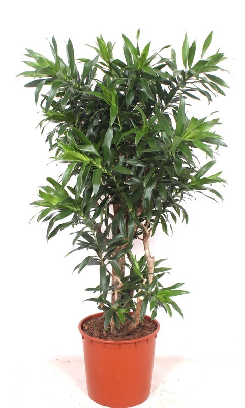 Dracaena reflexa