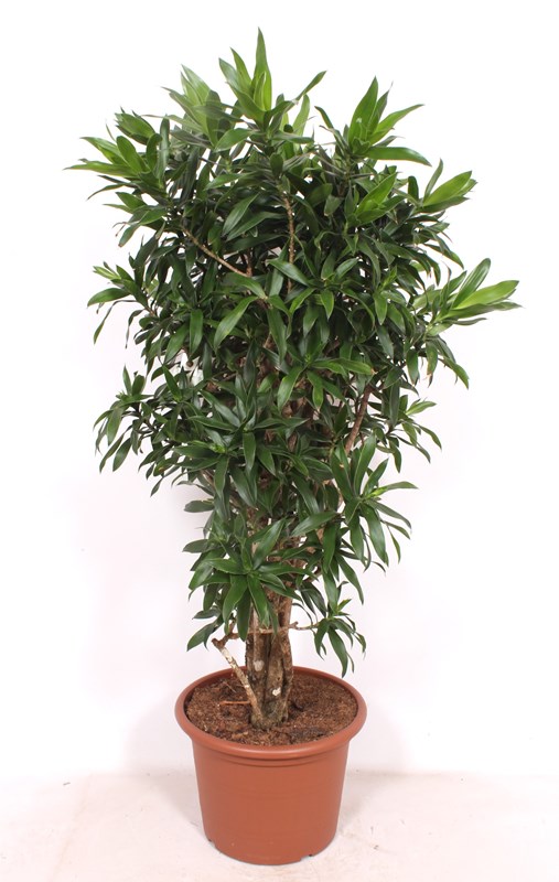 Dracaena reflexa