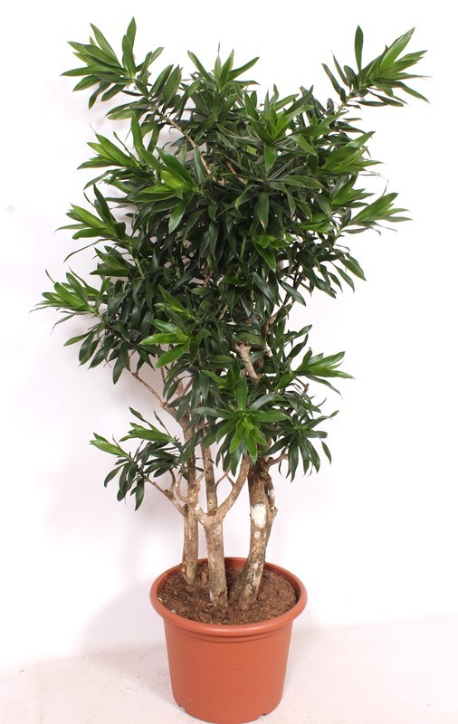 Dracaena reflexa