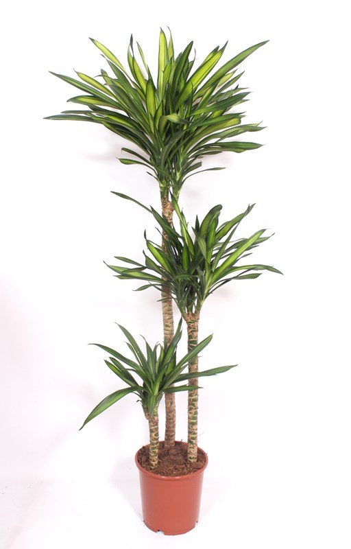 Dracaena Riki
