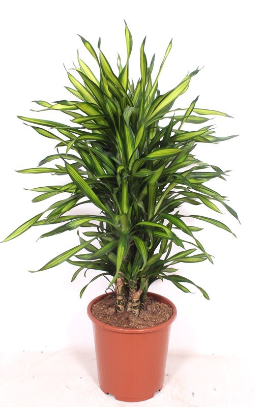 Dracaena Riki