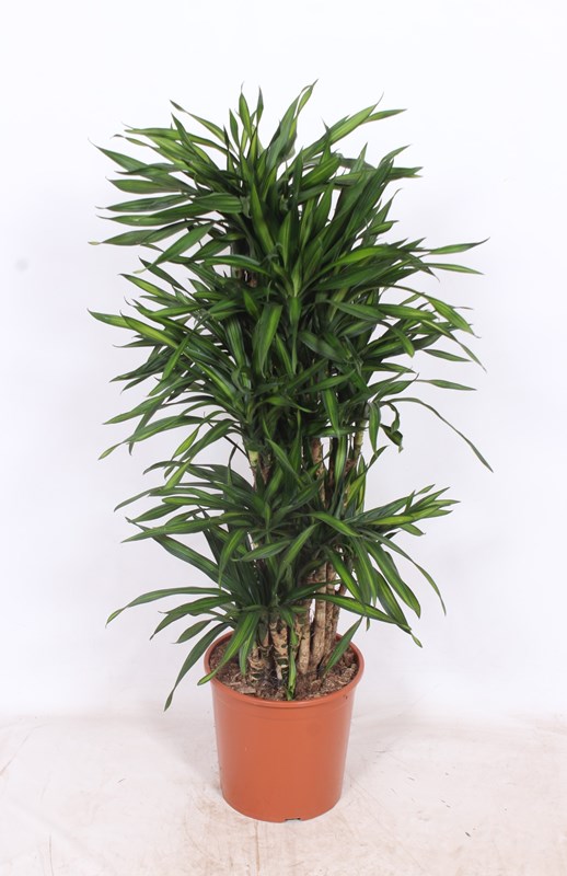 Dracaena Riki