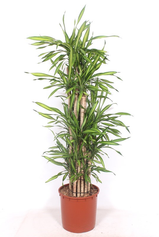 Dracaena Riki