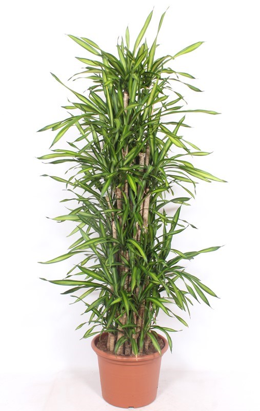 Dracaena Riki