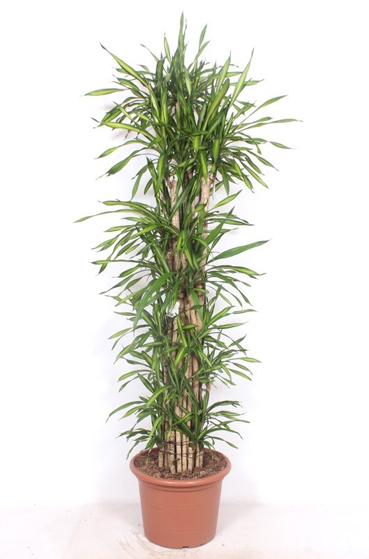 Dracaena Riki