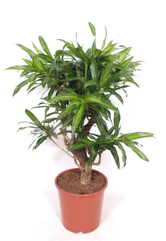 Dracaena Song of Jamaica