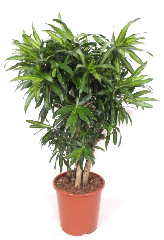 Dracaena Song of Jamaica
