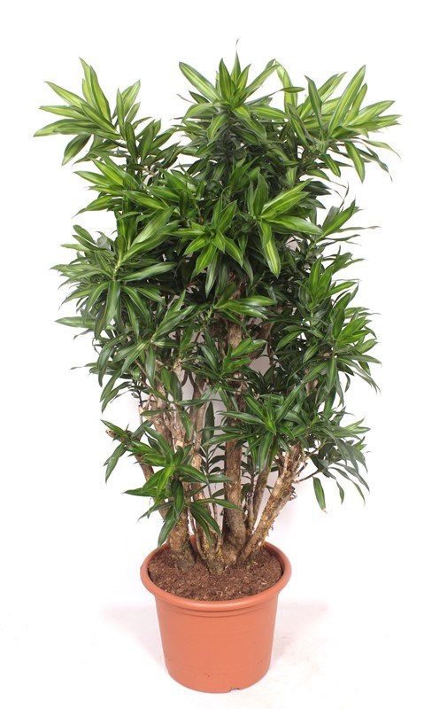 Dracaena Song of Jamaica