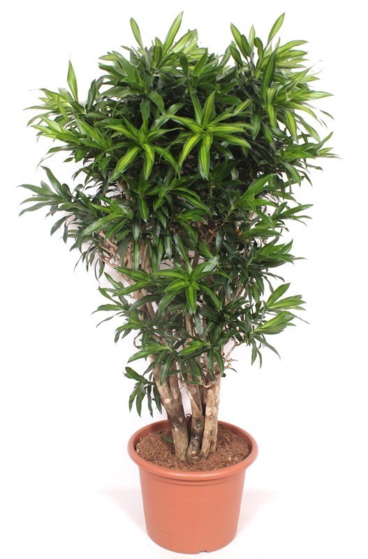 Dracaena Song of Jamaica