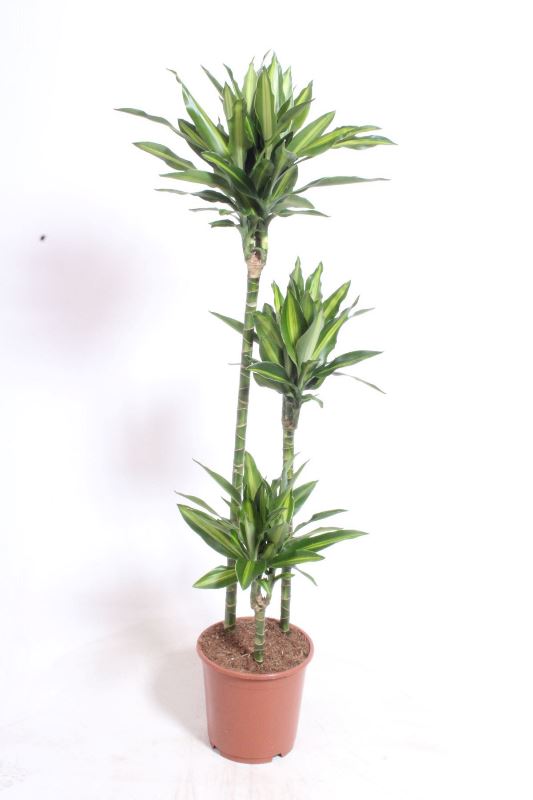 Dracaena Silindo