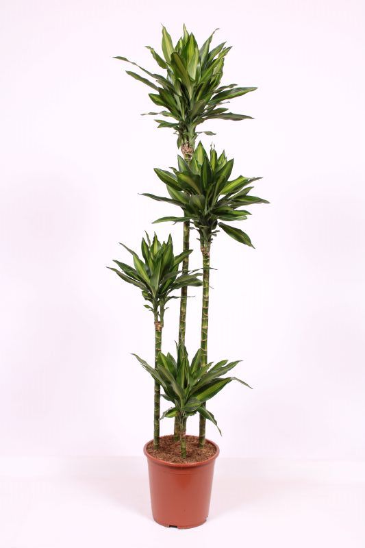 Dracaena Silindo