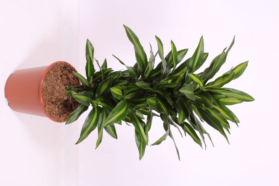 Dracaena Silindo
