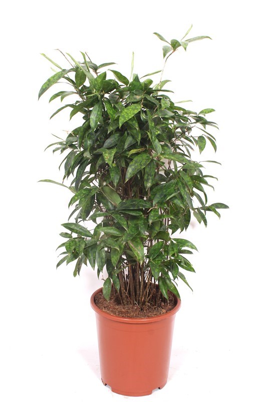 Dracaena surculosa