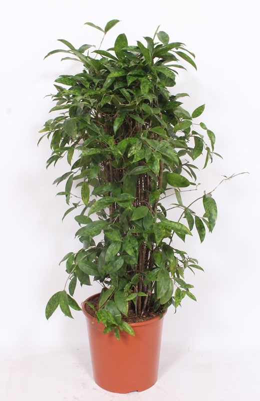 Dracaena surculosa