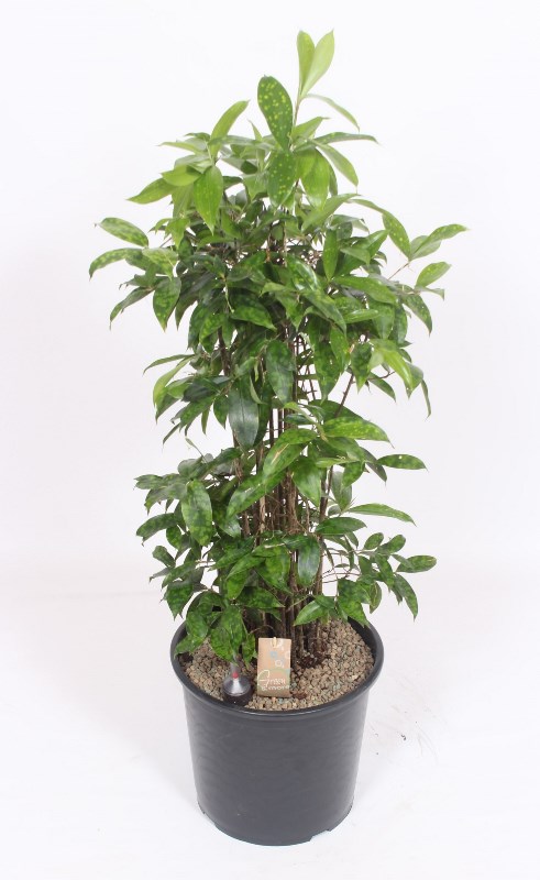 Dracaena surculosa