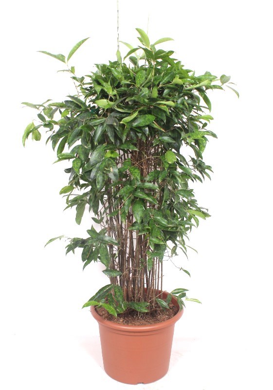 Dracaena surculosa