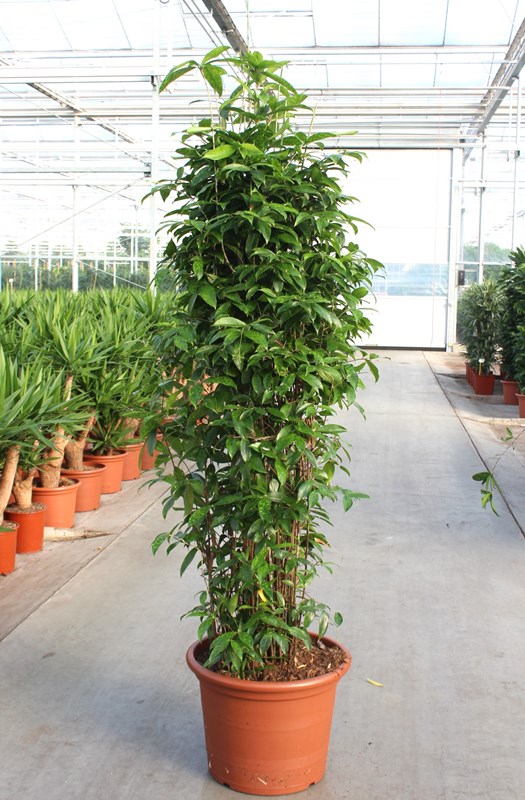 Dracaena surculosa
