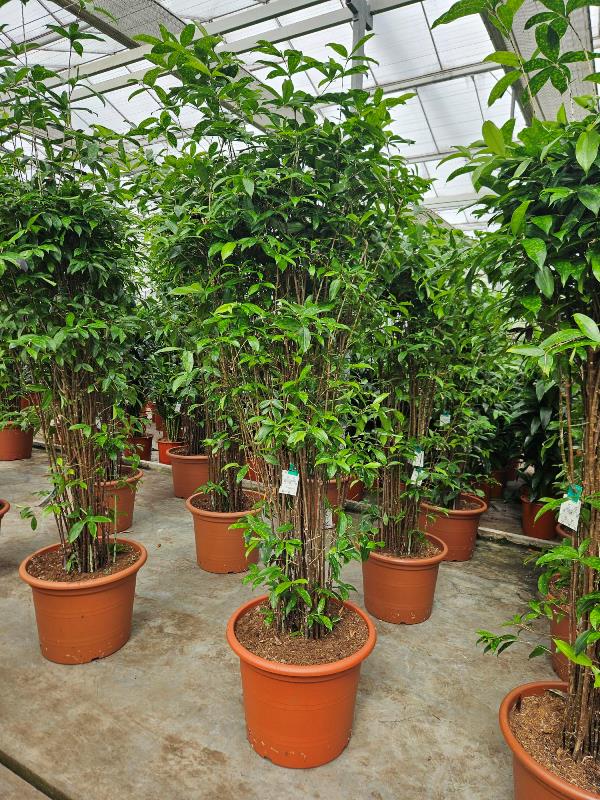 Dracaena surculosa