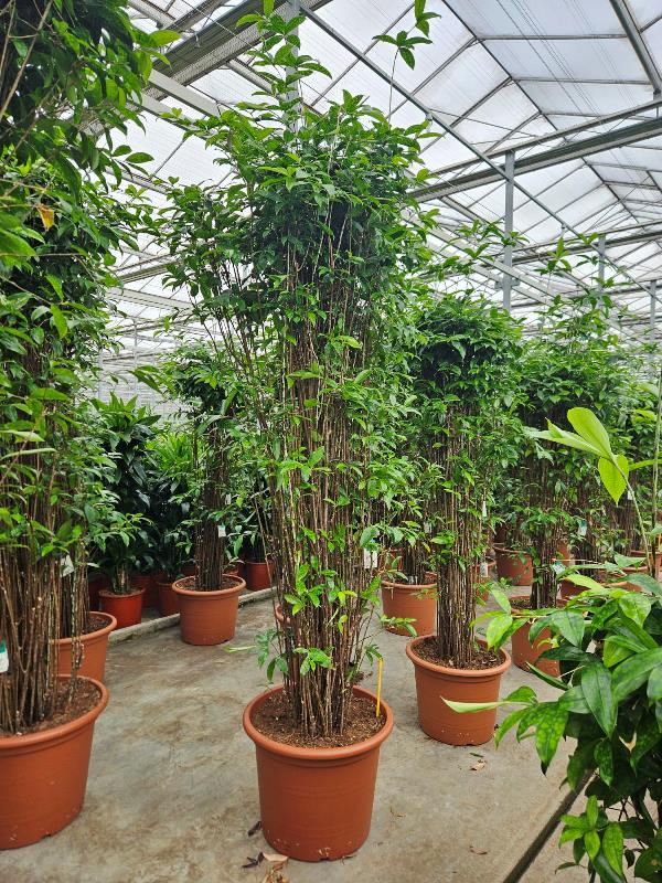 Dracaena surculosa