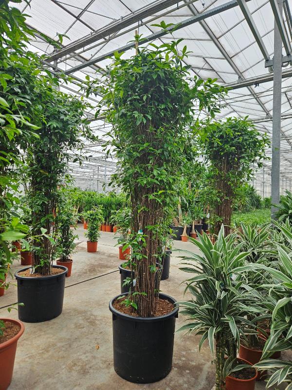 Dracaena surculosa