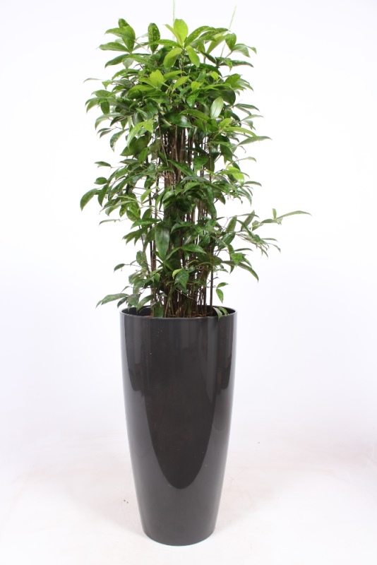 Dracaena surculosa