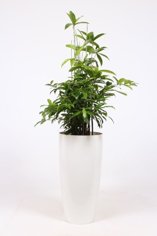 Dracaena surculosa