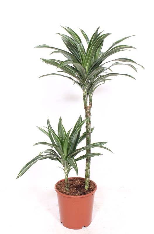 Dracaena Ulises