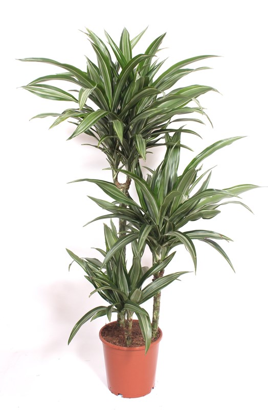 Dracaena Ulises