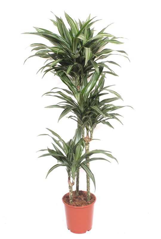 Dracaena Ulises