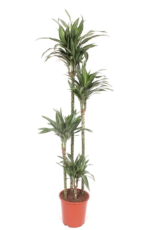 Dracaena Ulises