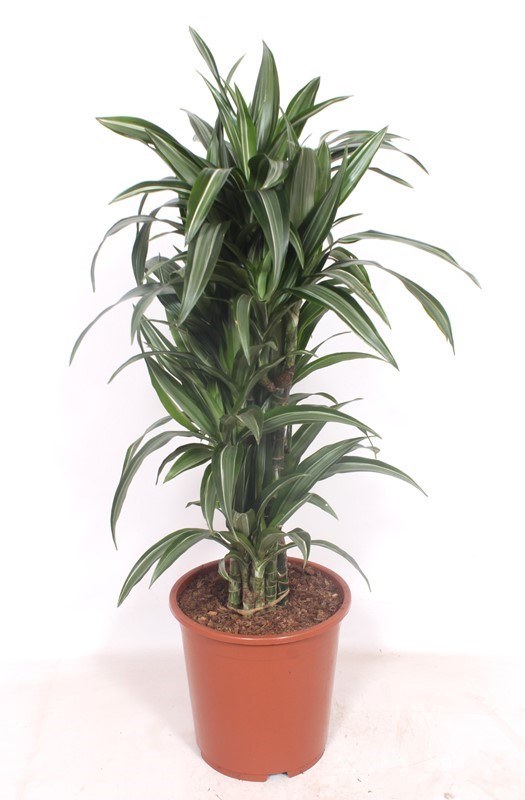 Dracaena Ulises