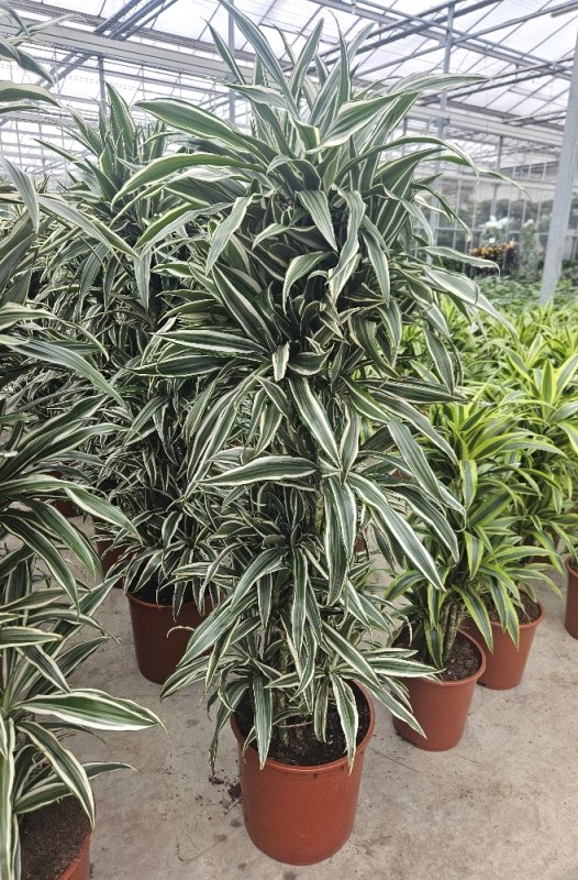 Dracaena White Stripe
