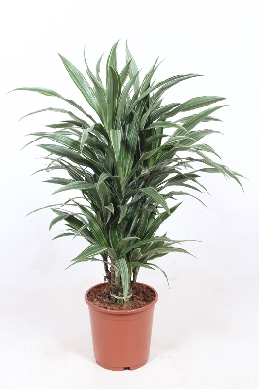 Dracaena Warneckei