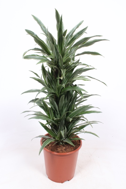 Dracaena Warneckei