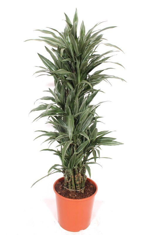 Dracaena Warneckei