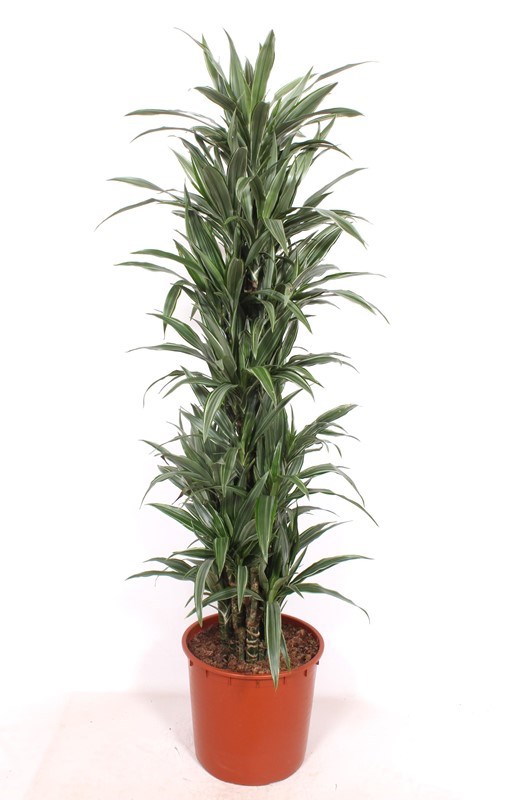 Dracaena Warneckei