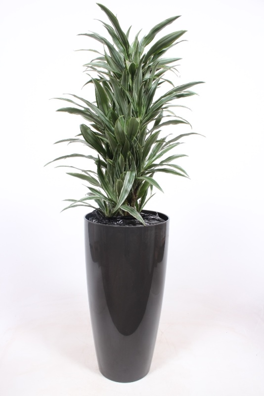 Dracaena Warneckei
