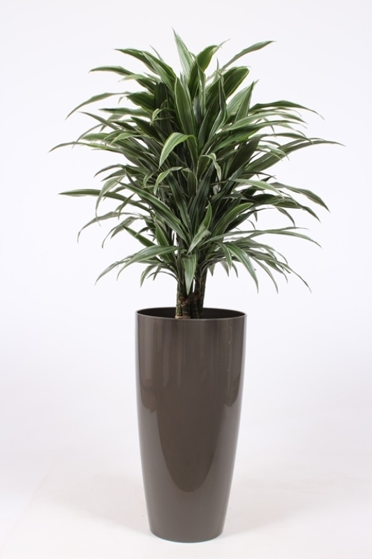 Dracaena Warneckei