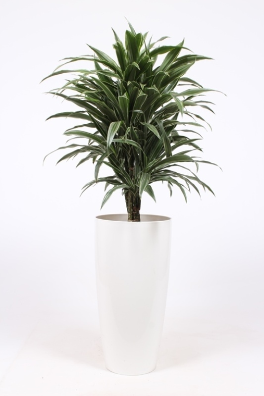 Dracaena Warneckei